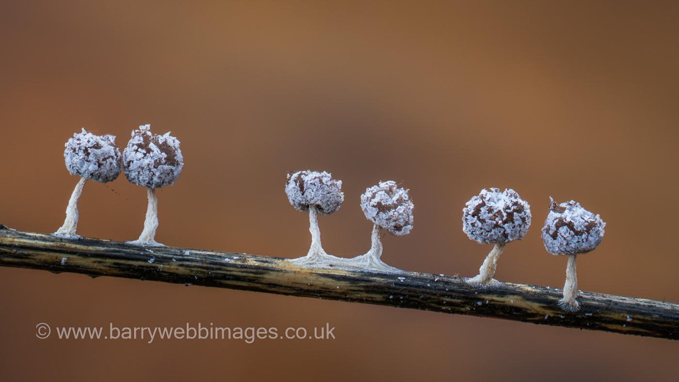 Photo © Barry Webb Didymium squamulosum by Barry Webb